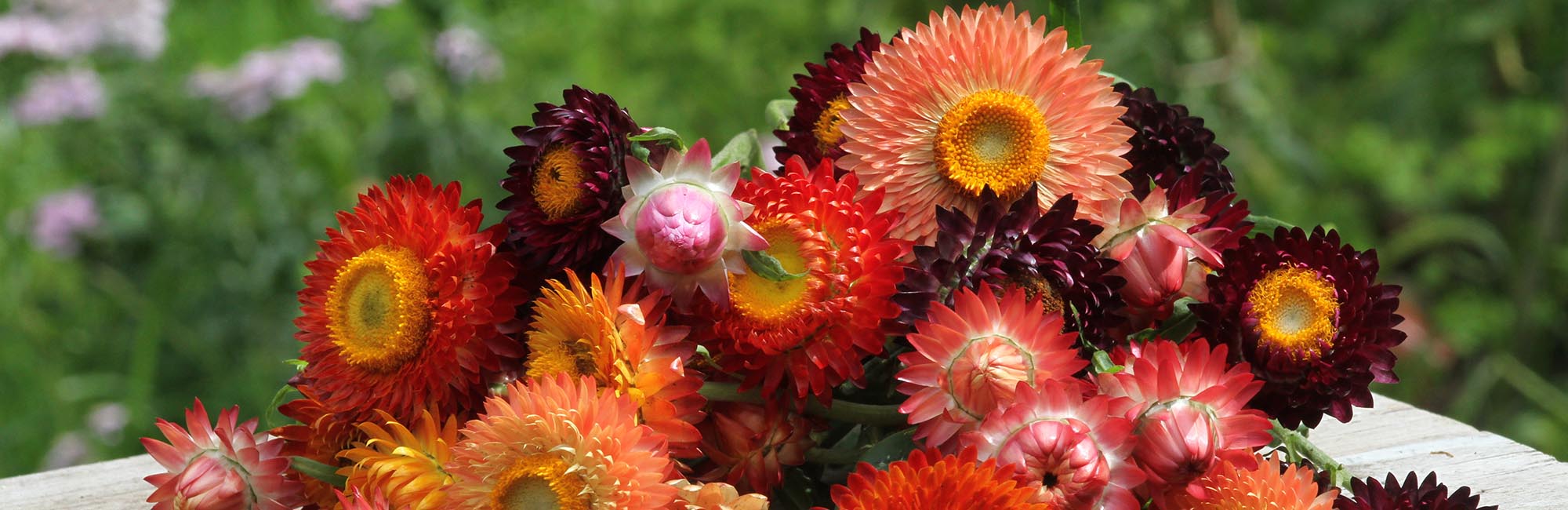 Dried Flowers